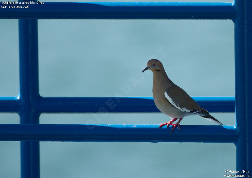 White-winged Doveadult