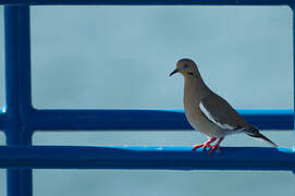 White-winged Dove