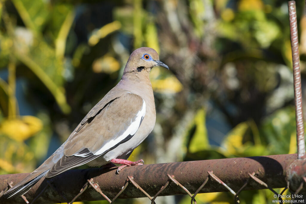 White-winged Dove