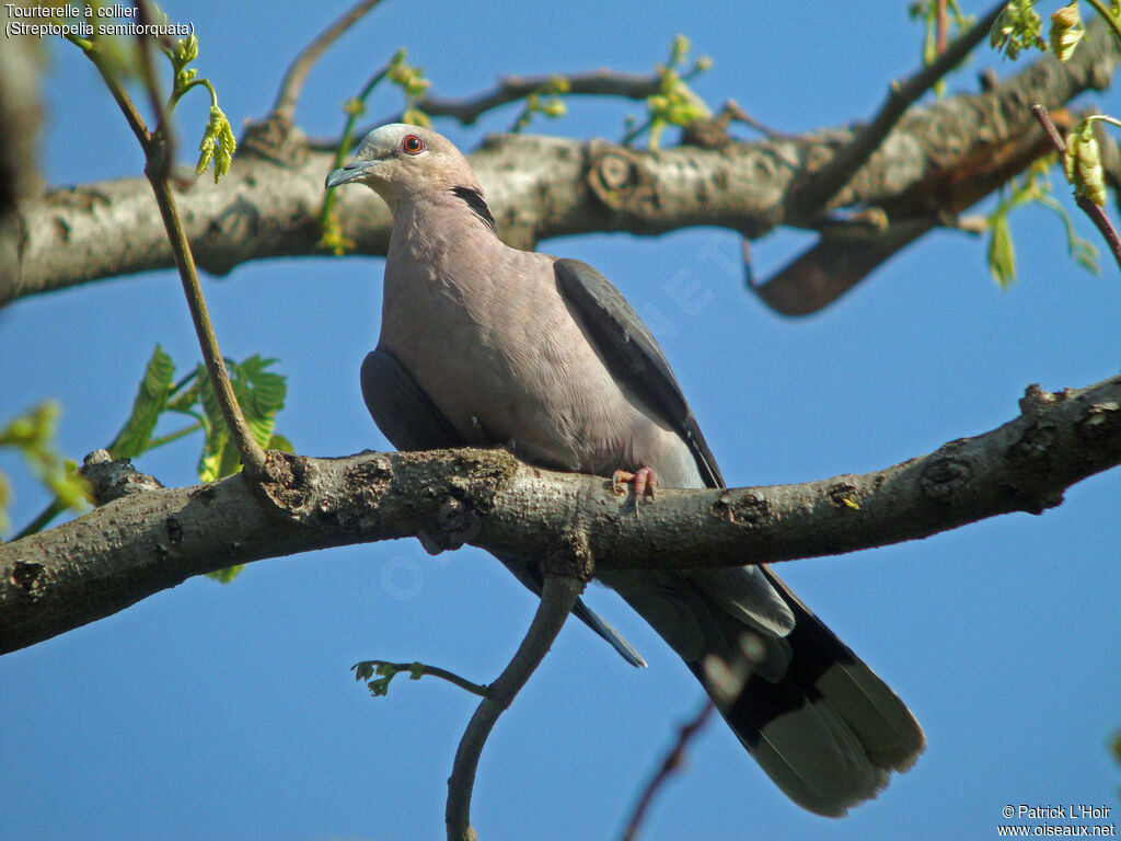 Red-eyed Dove