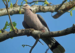 Red-eyed Dove