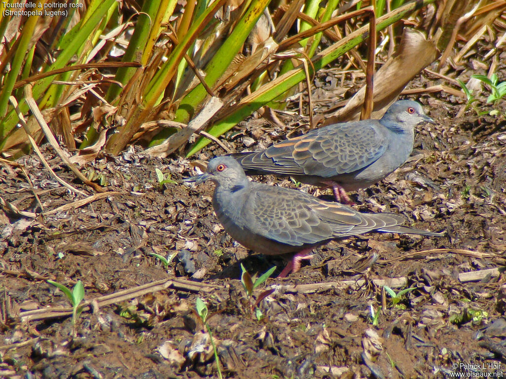 Dusky Turtle Dove