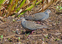 Dusky Turtle Dove