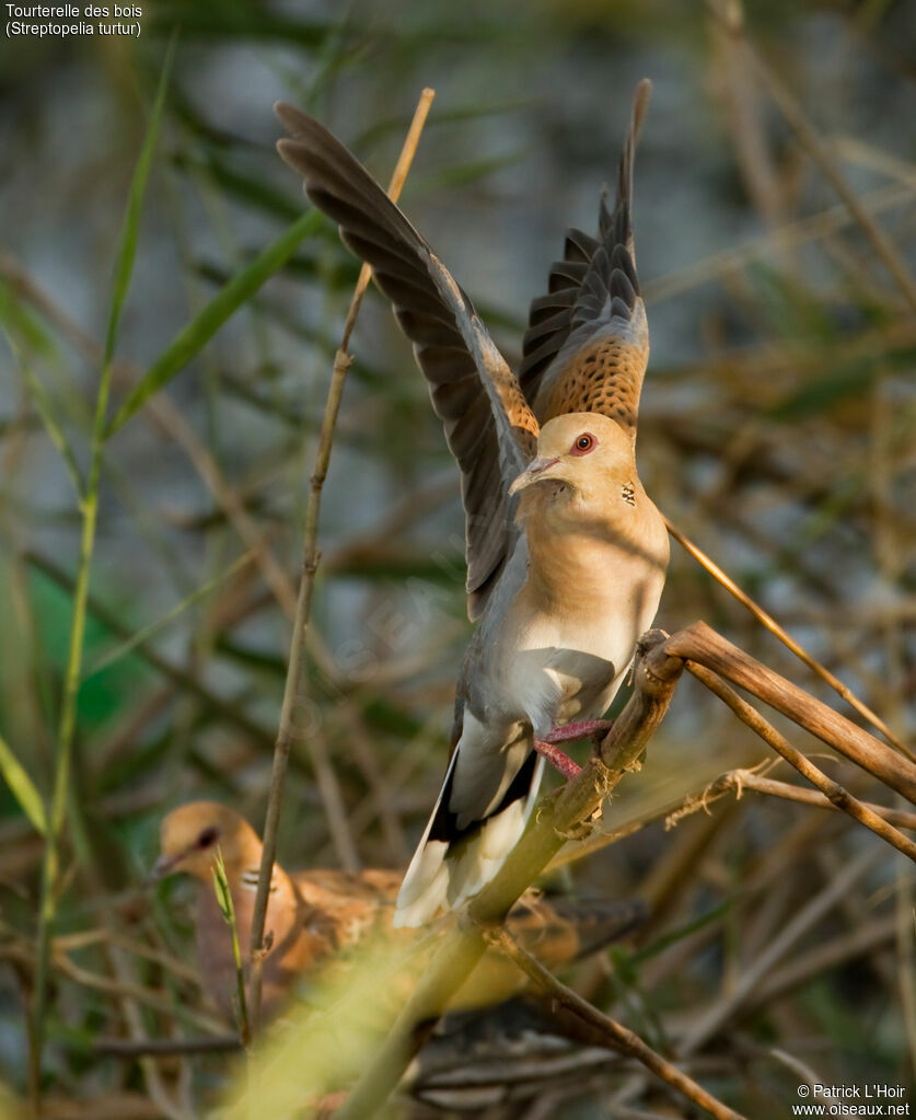 European Turtle Dove