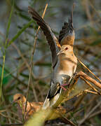 European Turtle Dove