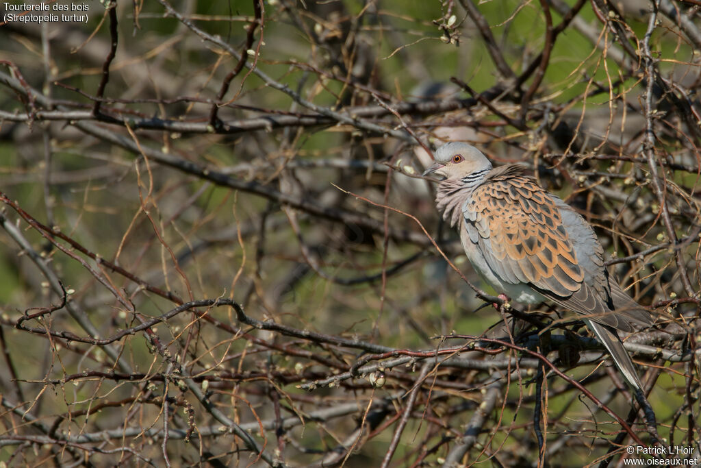 European Turtle Dove