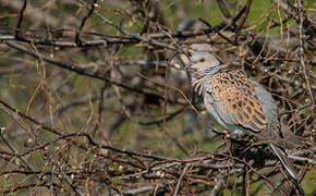 European Turtle Dove