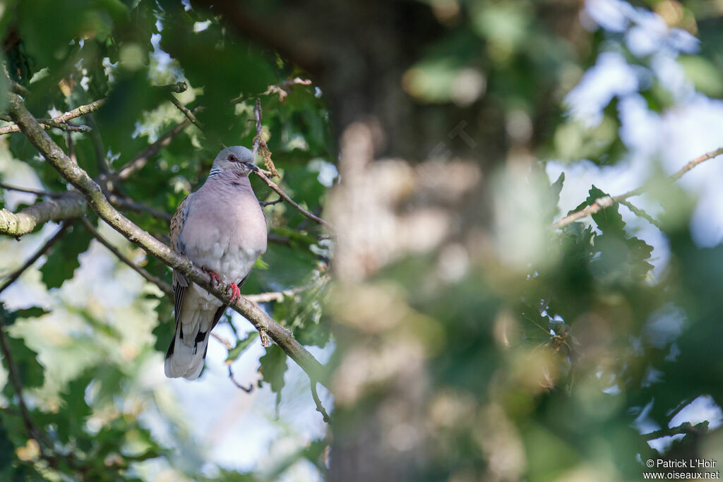 European Turtle Dove