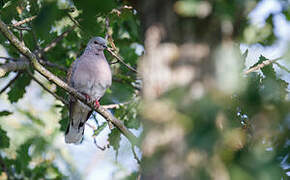 European Turtle Dove