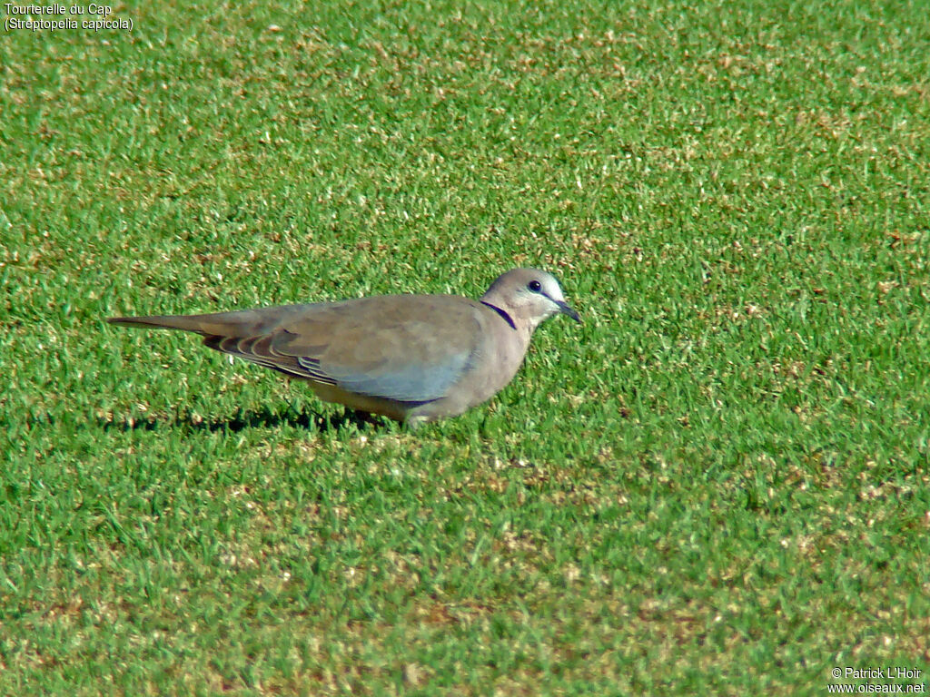 Ring-necked Dove