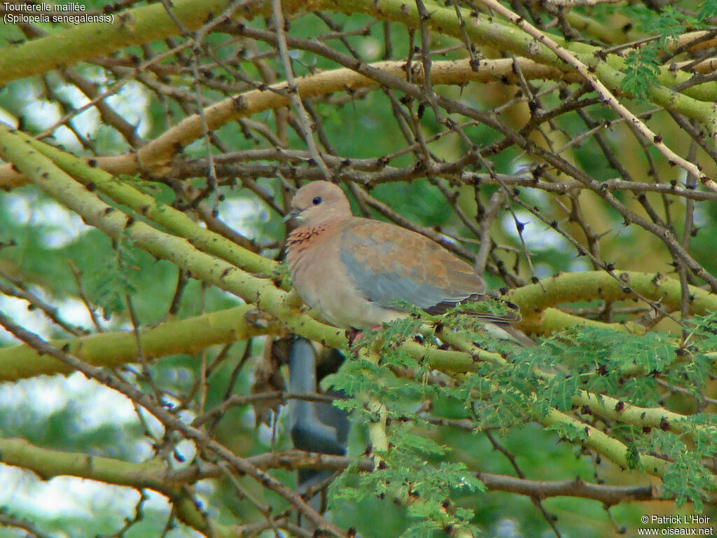 Laughing Dove