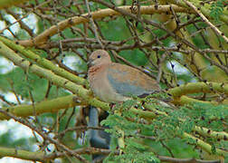 Laughing Dove