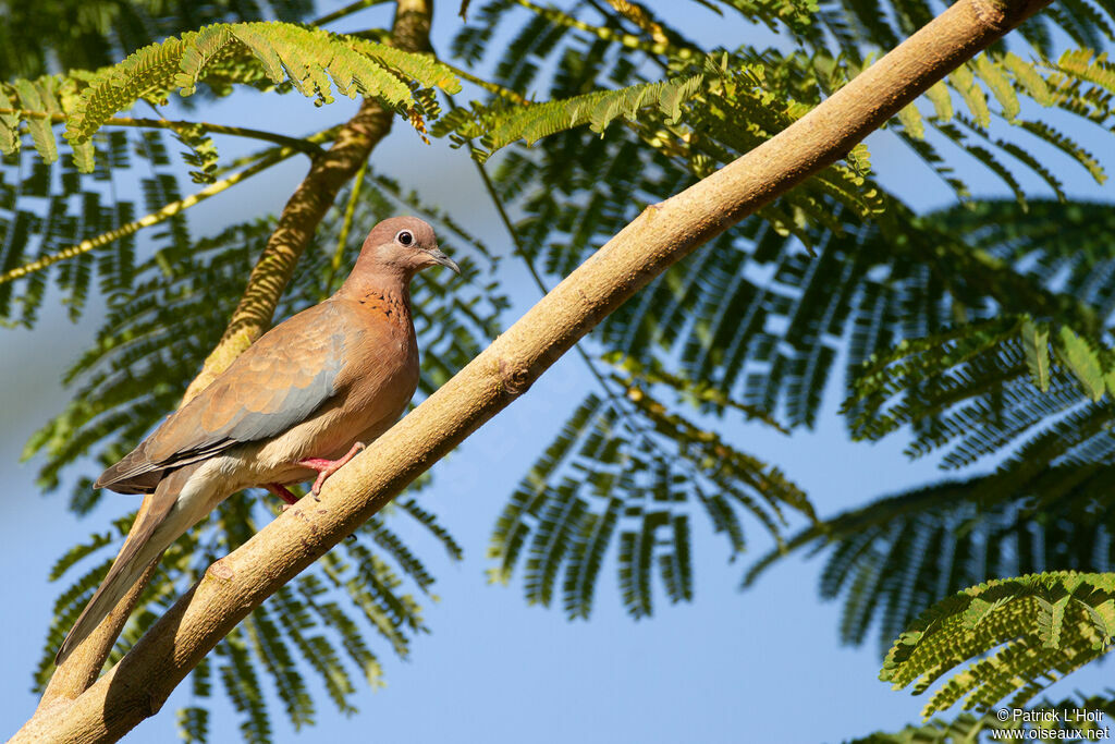 Laughing Dove