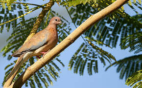 Laughing Dove