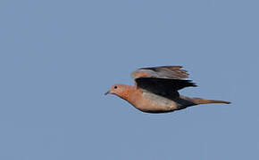 Laughing Dove