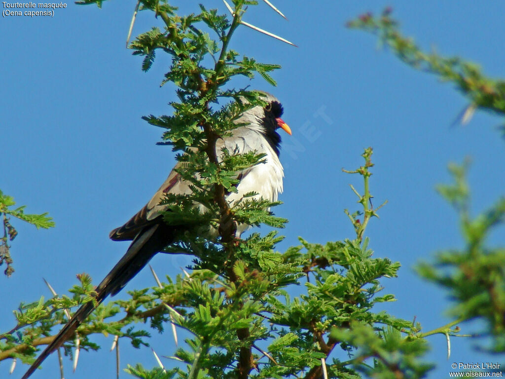 Namaqua Dove