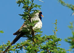 Namaqua Dove