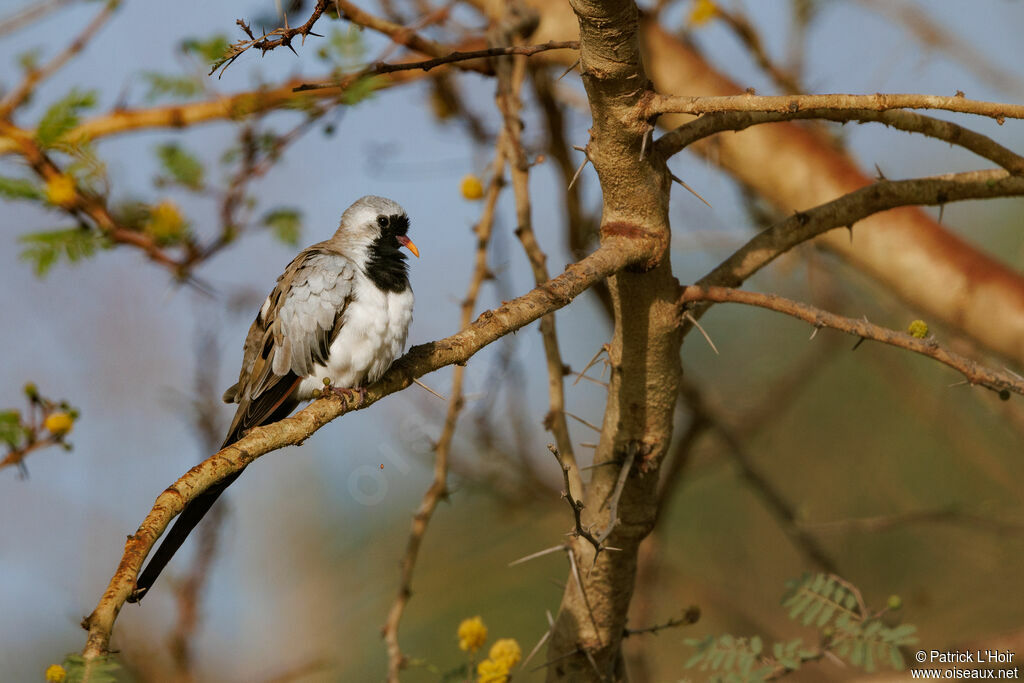 Namaqua Dove