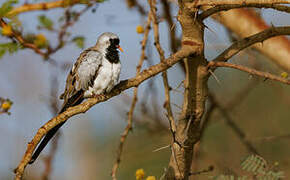 Namaqua Dove