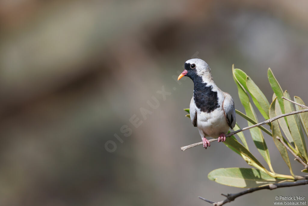 Namaqua Dove