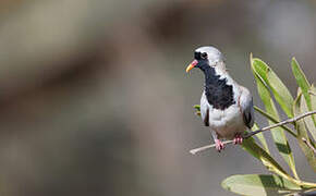 Namaqua Dove