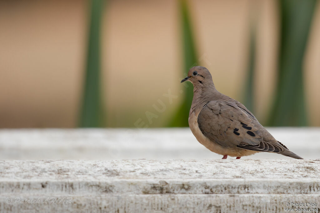 Eared Dove