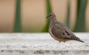 Eared Dove