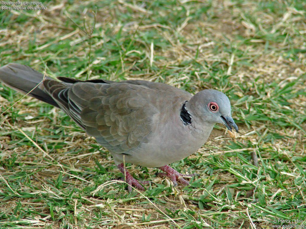 Mourning Collared Dove