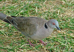 Mourning Collared Dove