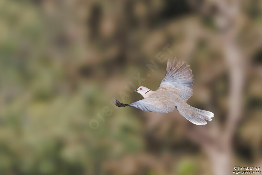 Mourning Collared Dove