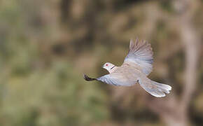 Mourning Collared Dove