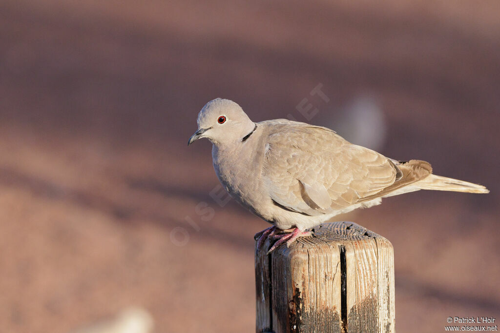 African Collared Dove