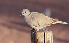 African Collared Dove