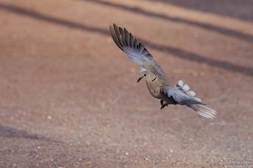 African Collared Dove