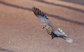 African Collared Dove