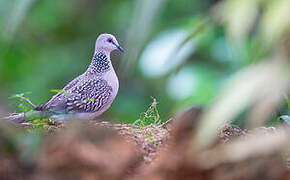 Spotted Dove