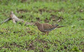 Mourning Dove