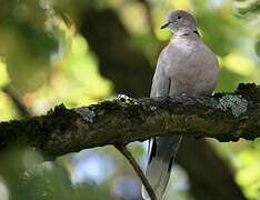 Eurasian Collared Dove