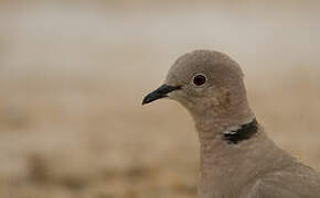 Eurasian Collared Dove