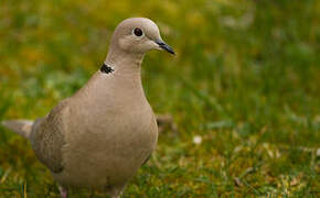 Eurasian Collared Dove