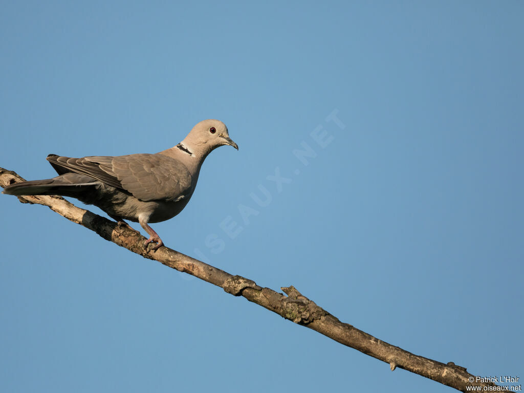 Eurasian Collared Dove