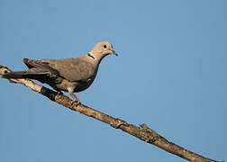 Eurasian Collared Dove