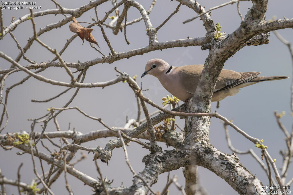 Vinaceous Dove