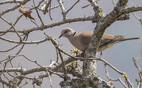 Vinaceous Dove