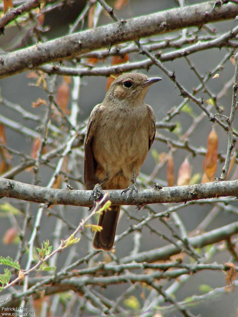 Brown-tailed Rock Chatadult