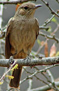 Brown-tailed Rock Chat