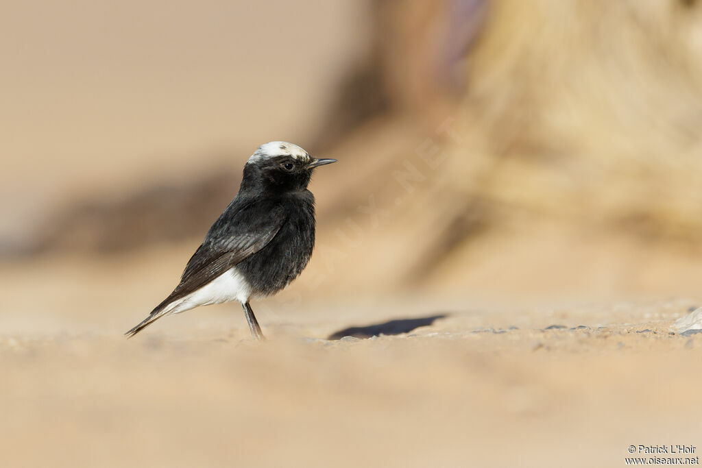 White-crowned Wheatear