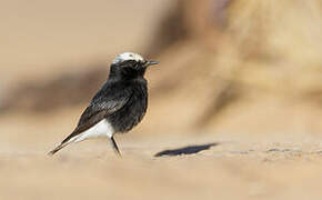 White-crowned Wheatear