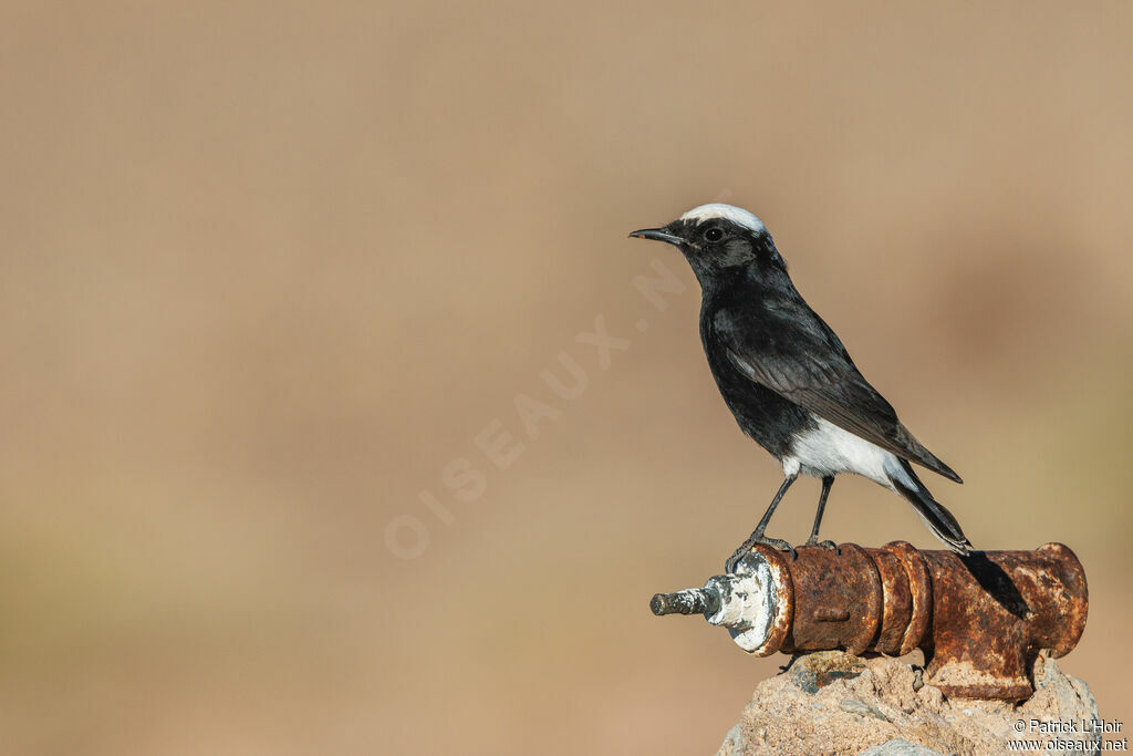 White-crowned Wheatear