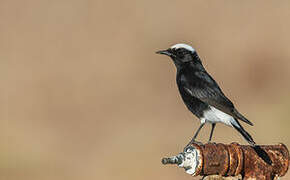 White-crowned Wheatear